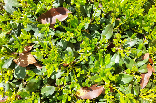 Siepe con foglie verdi in primavera