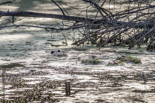 Beaver swimming in a pond Elk Island National Park Alberta Canada © David
