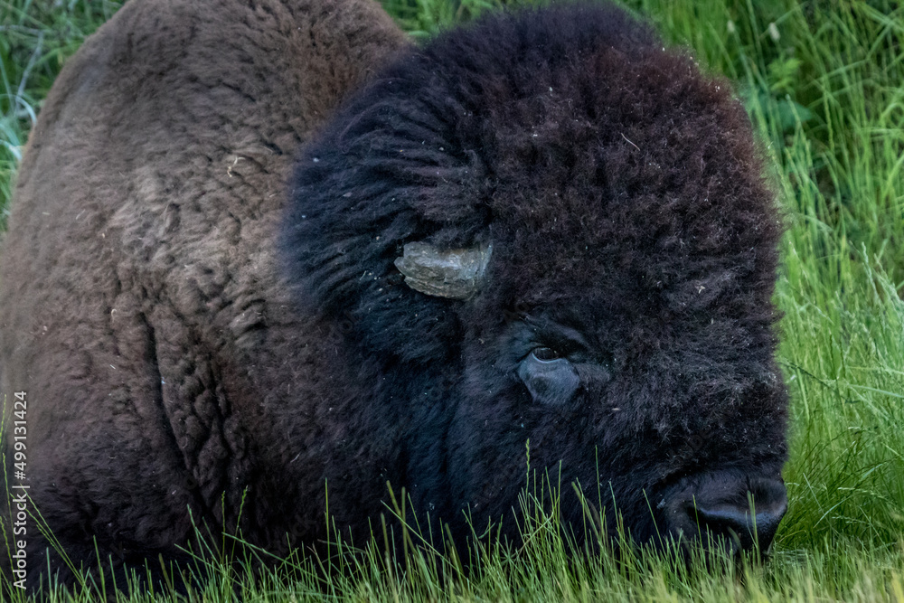 Bison resting in the grass Elk Island National Park Alberta Canada Bison resting in the grass Elk Island National Park Alberta Canada
