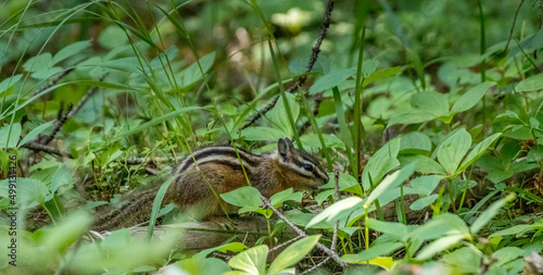 Chipmunk forages in the woods Yoho National Park British Columbia Canada