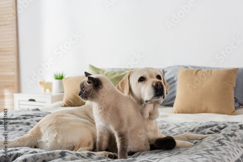 Fototapeta Naklejka Na Ścianę i Meble -  labrador dog and cat lying on soft bed near blurred pillows.