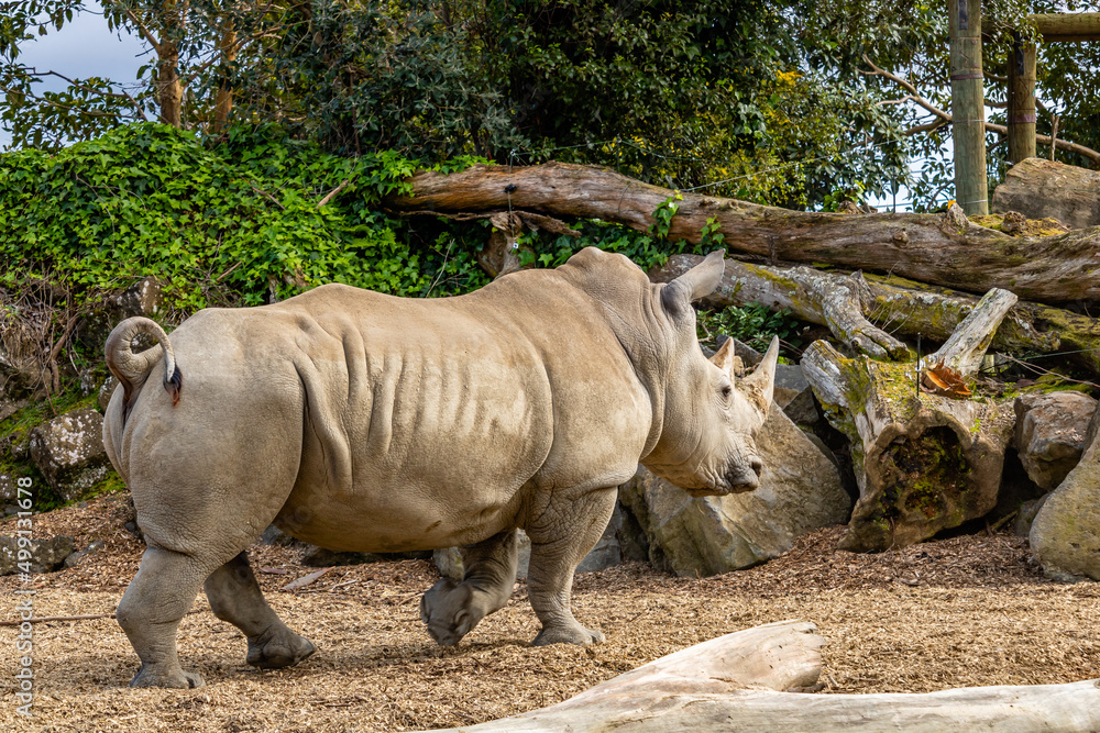 White rhino moves in the compound. Auckland Zoo, Auckland, New Zealand White rhino moves in the compound. Auckland Zoo, Auckland, New Zealand
