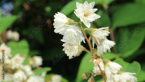 White flowers on green branches on a summer day photo