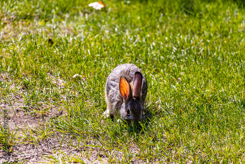 Snow shoe hare grazing in the grass Tillebrook Provincial Park Alberta Canada