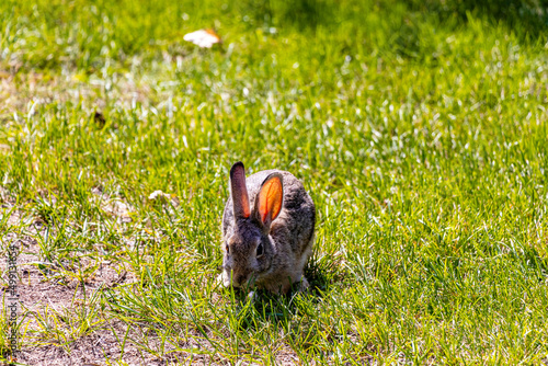 Snow shoe hare grazing in the grass Tillebrook Provincial Park Alberta Canada photo