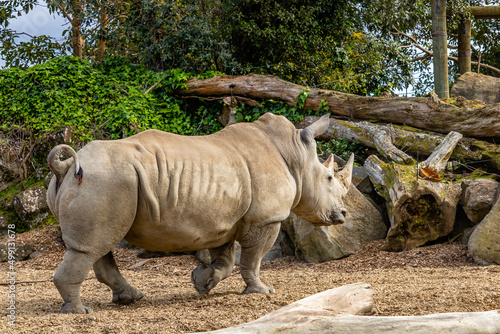 White rhino moves in the compound. Auckland Zoo, Auckland, New Zealand