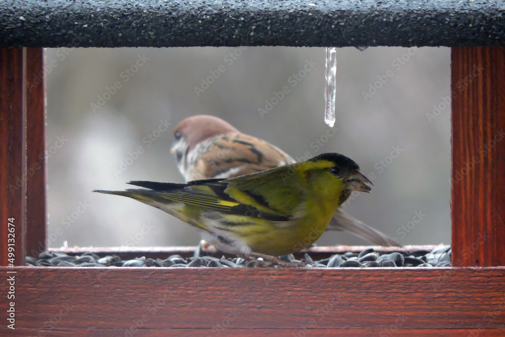 Fototapeta premium A portrait of a male Eurasian siskin sitting inside a wooden bird feeder and eating sunflower seeds, an icicle hung from the roof, a tree sparrow in the background