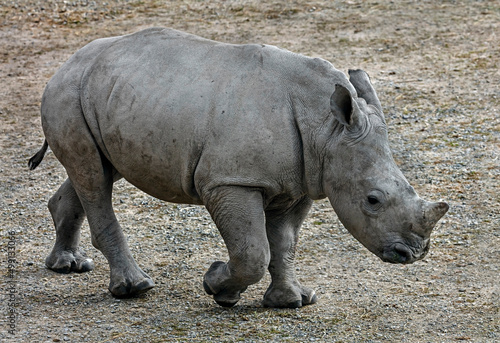 Young african rhinoceros. Latin name - Diceros bicornis