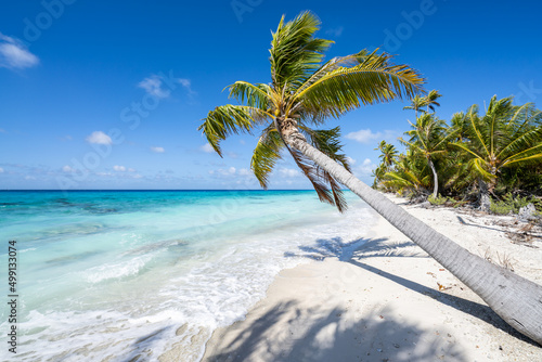Tropical beach with palm tree, French Polynesia © eyetronic