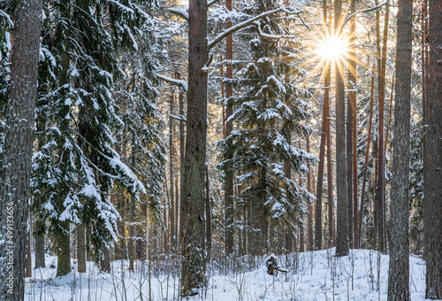 Sunny Winter Day in Pine Tree Forest, Abstract Background