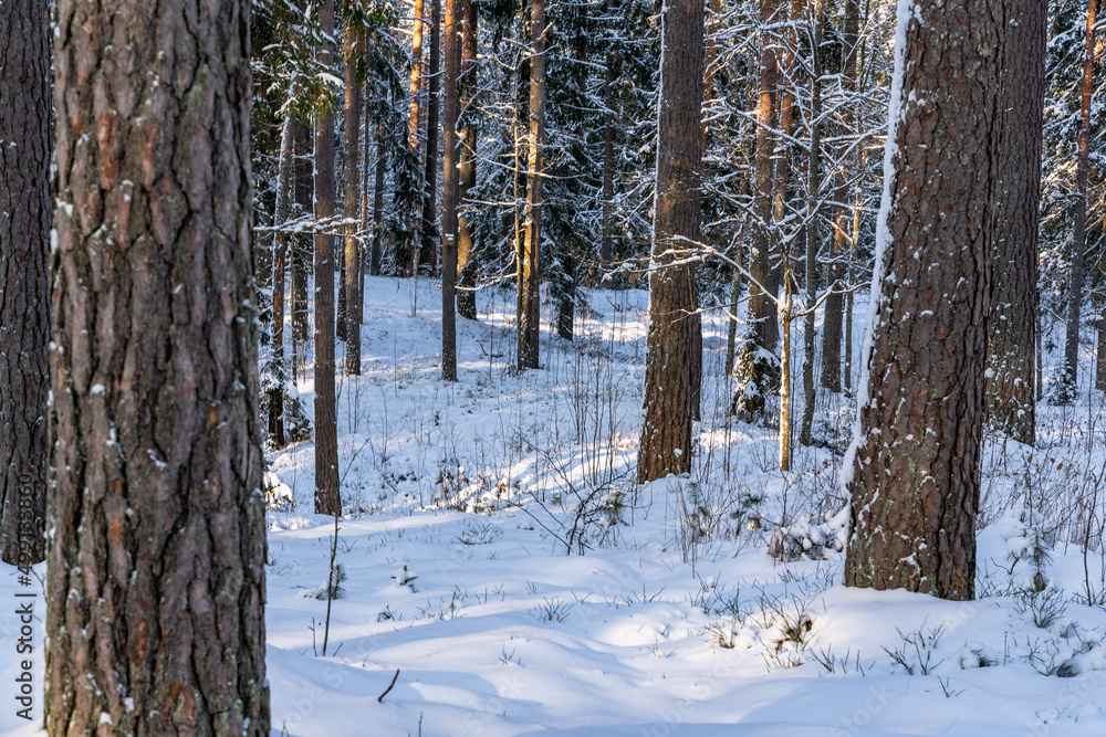 Fototapeta premium Sunny Winter Day in Pine Tree Forest, Abstract Background