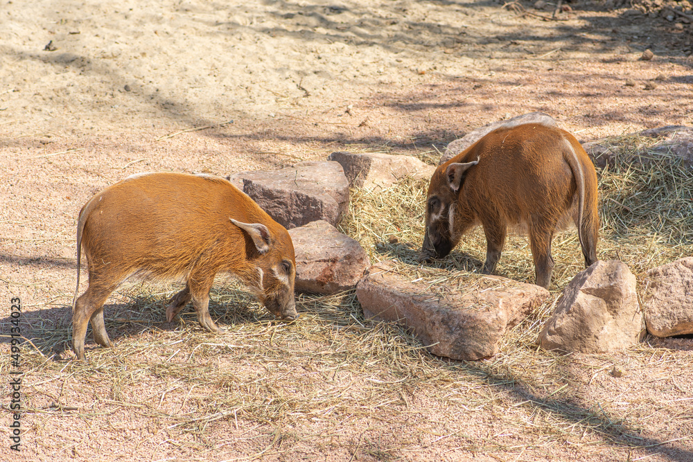 Bushpigs, potamochoerus larvatus, member of the pig family that inhabits forests, woodland, riverine vegetation and cultivated areas in East and Southern Africa in a farm Bushpigs, potamochoerus larvatus, member of the pig family that inhabits forests, woodland, riverine vegetation and cultivated areas in East and Southern Africa in a farm