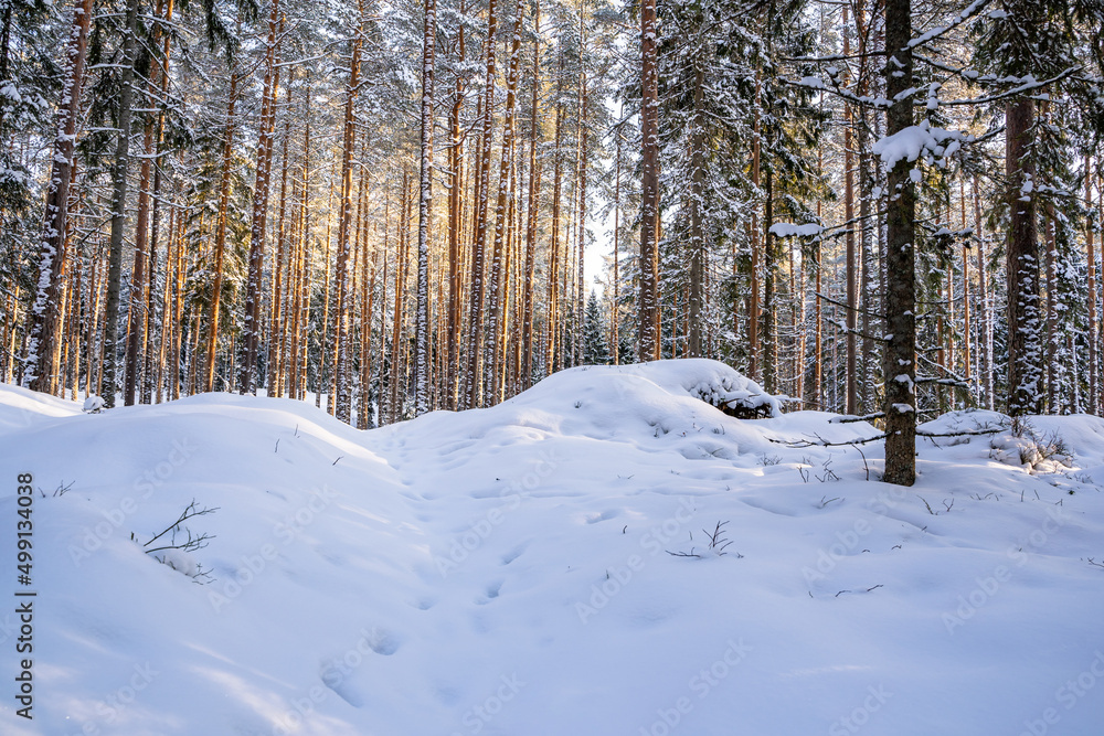 Sunny Winter Day in Pine Tree Forest, Abstract Background Sunny Winter Day in Pine Tree Forest, Abstract Background