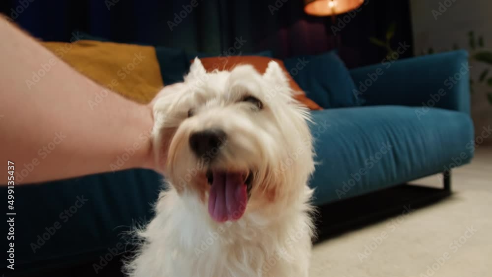 Man petting his dog close-up. Owner stroking West Highland White Terrier in living room, obedient Westie puppy relaxing, breathing with tongue out. Happy domestic animals, little best friends. Man petting his dog close-up. Owner stroking West Highland White Terrier in living room, obedient Westie puppy relaxing, breathing with tongue out. Happy domestic animals, little best friends.