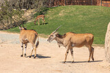 Common eland antelopes or bull, Taurotragus oryx, also known as the southern eland or eland antelope, is a savannah and plains antelope found in East and Southern Africa