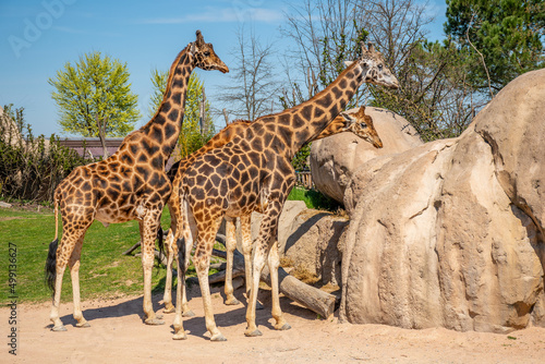 Family of giraffes in a zoo is a tall African hoofed mammal belonging to the genus Giraffa