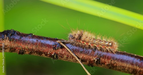 Yellow tail moth (Euproctis similis) caterpillar, goldtail or swan moth (Sphrageidus similis) is a caterpillar of the family Erebidae. Caterpillar crawls along a tree branch on a green background. photo