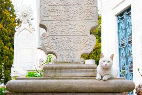 Canvas Print Selective focus white street cat is sitting on Ottoman Sultan's Cemetery in İstanbul, Turkey