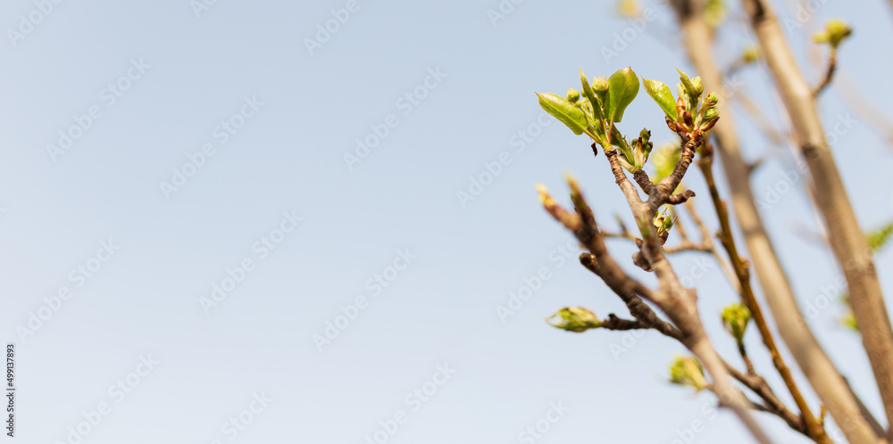 New Life concept with seedling growing sprout from old trees. Symbol of new beginning New Life concept with seedling growing sprout from old trees. Symbol of new beginning