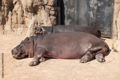Beautiful family of hippopotamus or hippos sleeping in a zoo or national park  close up