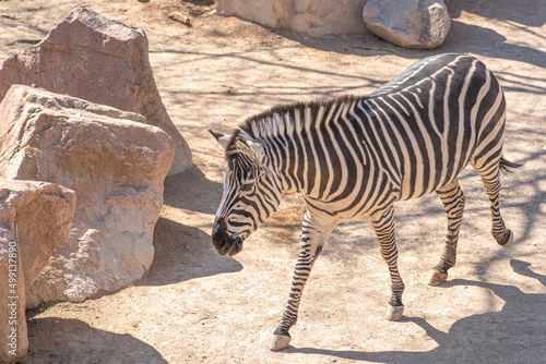 Beautiful plains zebra or zebras, hippotigris, African equines with distinctive black and white striped coats
