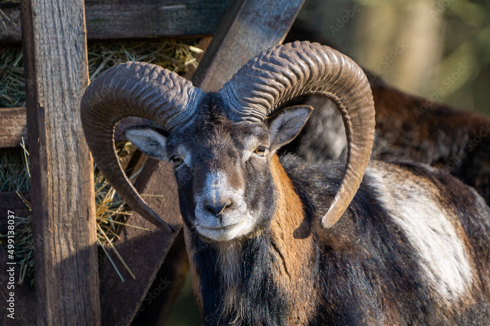 Wild mufflon looking into the camera with massive horns