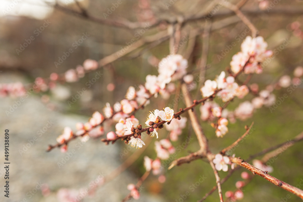 Background of Spring flowering. Spring, bloom Background of Spring flowering. Spring, bloom