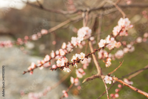 Background of Spring flowering. Spring, bloom © яна винникова
