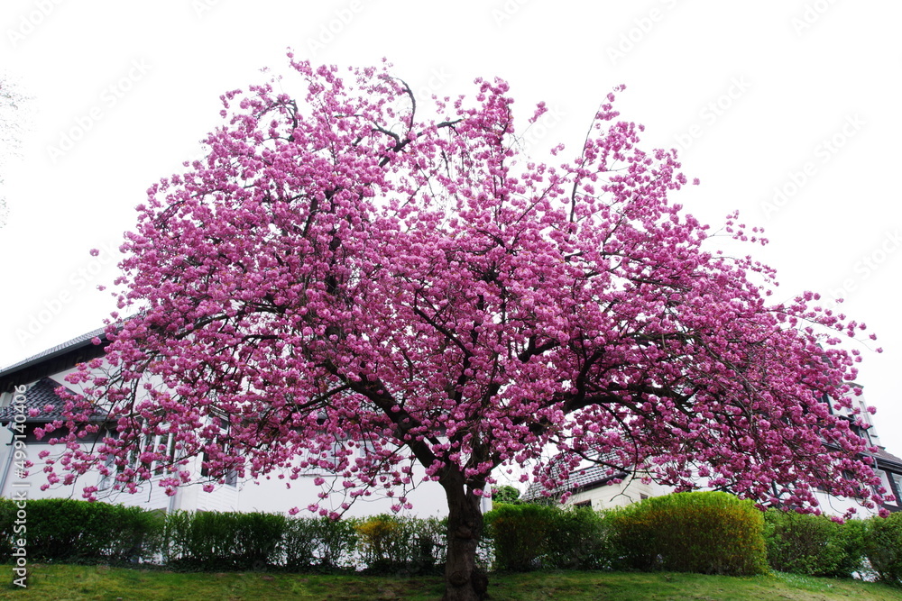 Kirschblüte Kirschblüte
