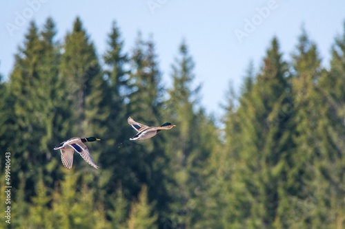 flight through the forest