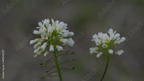 Alpine Pennycress in slight breeze (Thlaspi caerulescens) - (4K)