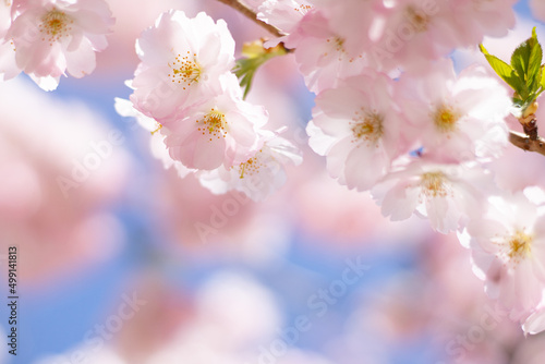 Blooming sakura with pink flowers in spring