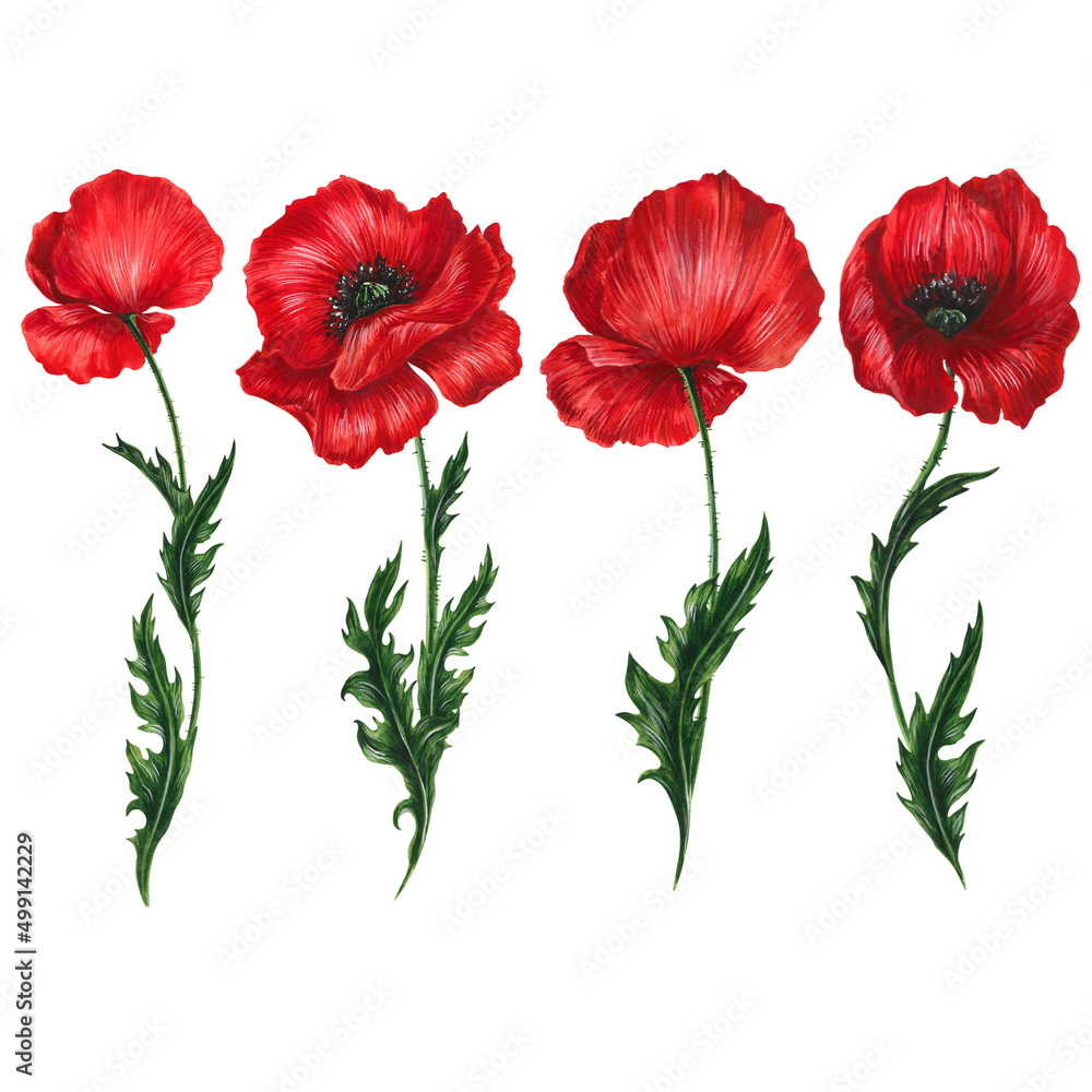 Obraz premium Set: four nice brightly red poppies flowers with green leaves. Isolated on white hand drawn watercolor elements for romantic, summer, natural design of card, illustration, poster, invitation.
