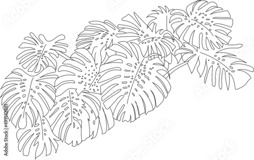 Monstera leaves line art.
Big tropical leaves jungle clipart illustration. 