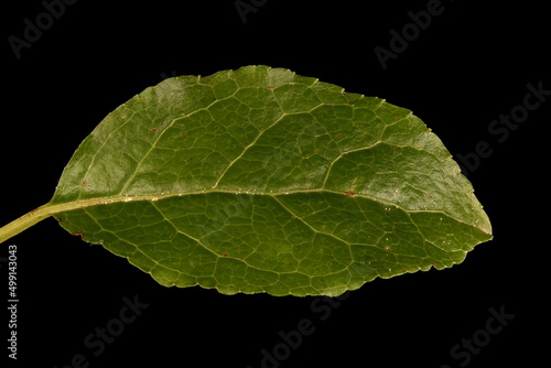 Serrated Wintergreen (Orthilia secunda). Leaf Closeup