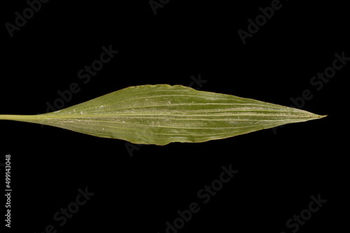 Viper's Grass (Scorzonera humilis). Leaf Closeup photo