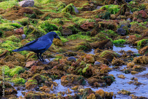 Crow scavenges along waterline at low tide photo