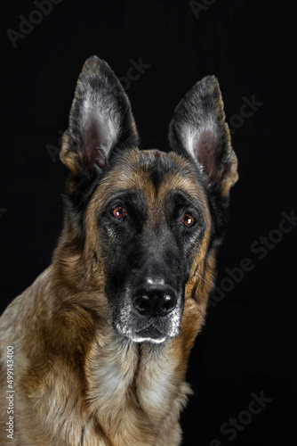german shepherd dog © Anik