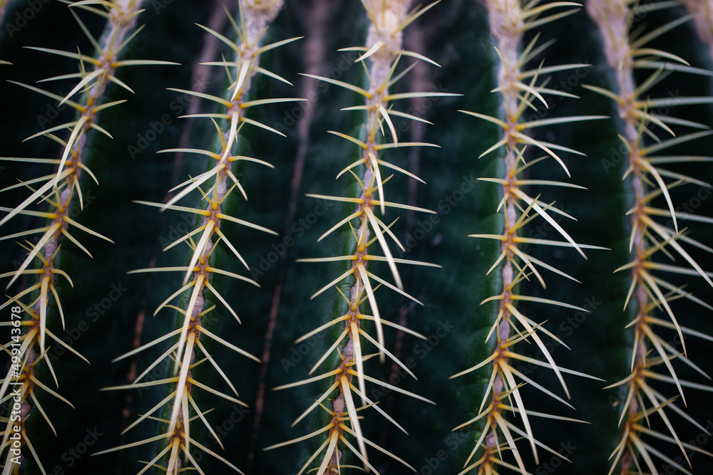 Echinocactus grusonii in greenhouse, Mexico Echinocactus grusonii in greenhouse, Mexico