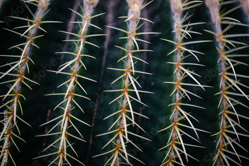 Echinocactus grusonii in greenhouse  Mexico