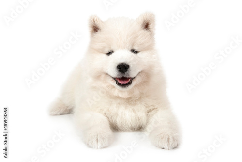 Samoyed puppy dog lying down over white