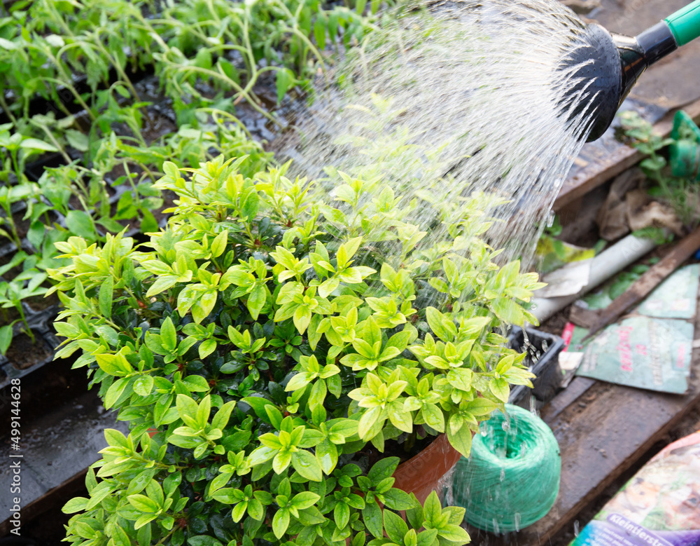 Watering boxwood growing in a pot. Watering the leaves of the plant