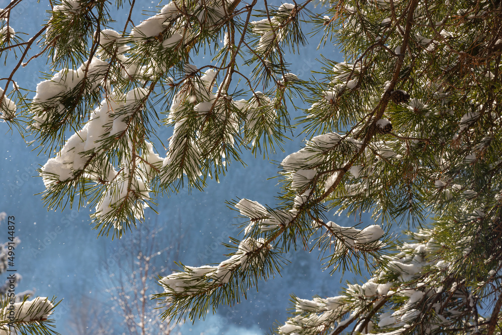 Pine branches in frost. close-up. the sun peeps through the branches on a frosty winter morning. Long pine needles are densely covered with white fluffy hoarfrost Pine branches in frost. close-up. the sun peeps through the branches on a frosty winter morning. Long pine needles are densely covered with white fluffy hoarfrost