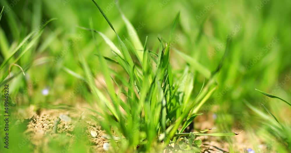 Close up green agricultural wheat field in spring. Countryside landscape 4K Close up green agricultural wheat field in spring. Countryside landscape 4K