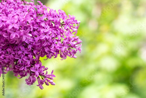 branch of lilac flowers with raindrops on a green background. Spring natural background
