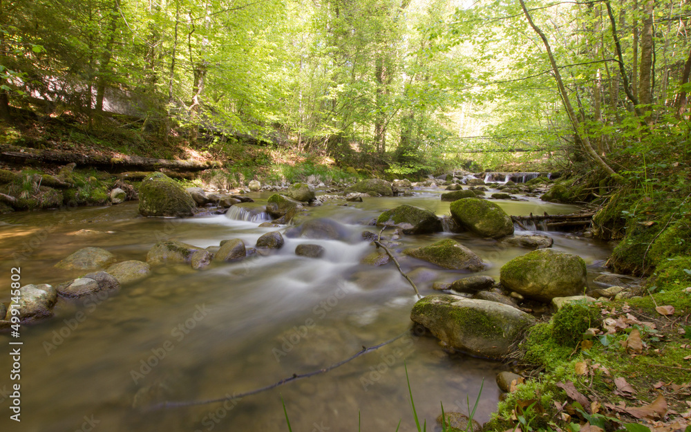 river in a forest on a sunny day river in a forest on a sunny day