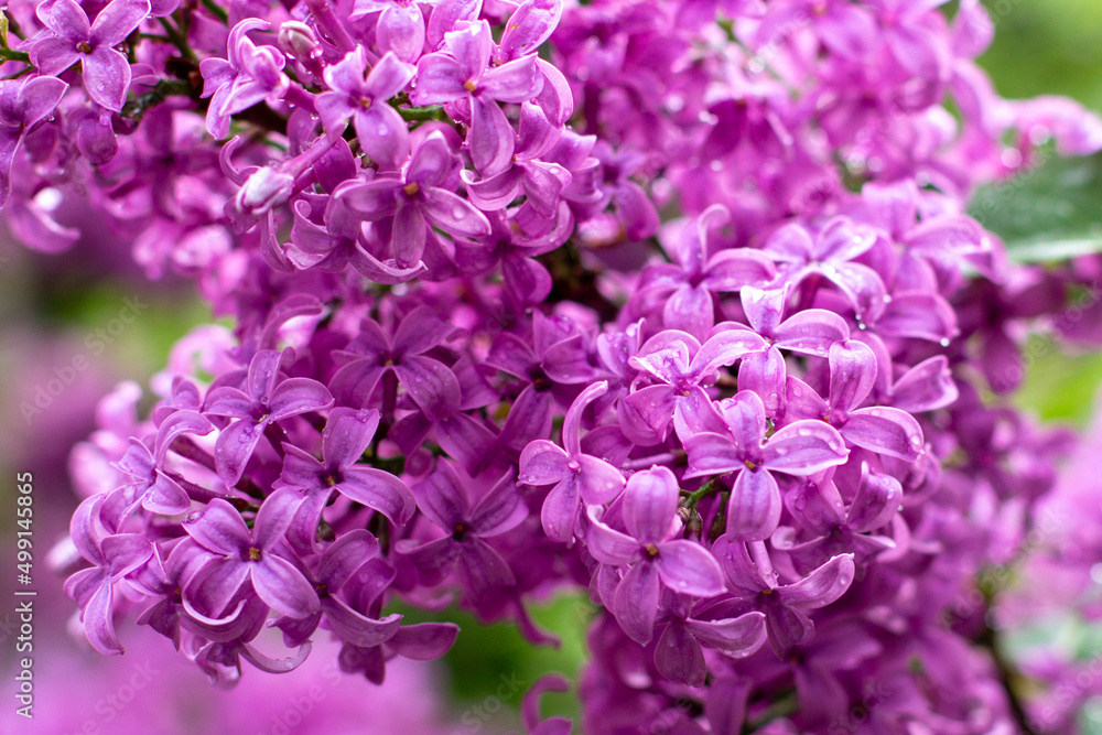 branch of lilac flowers with raindrops on a green background. Spring natural background branch of lilac flowers with raindrops on a green background. Spring natural background