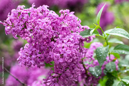 branch of lilac flowers with raindrops on a green background. Spring natural background