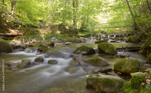 Wallpaper Mural river in a forest on a summer day Torontodigital.ca
