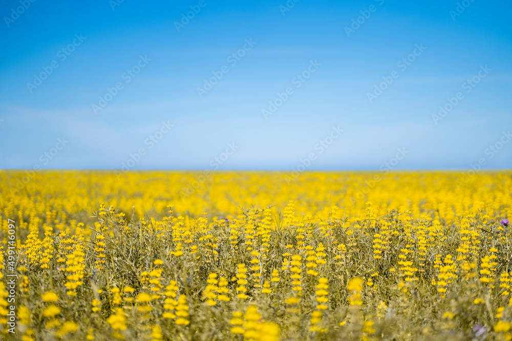 Fototapeta premium Ukrainian flag colors. Field of yellow flowers and clear blue sky
